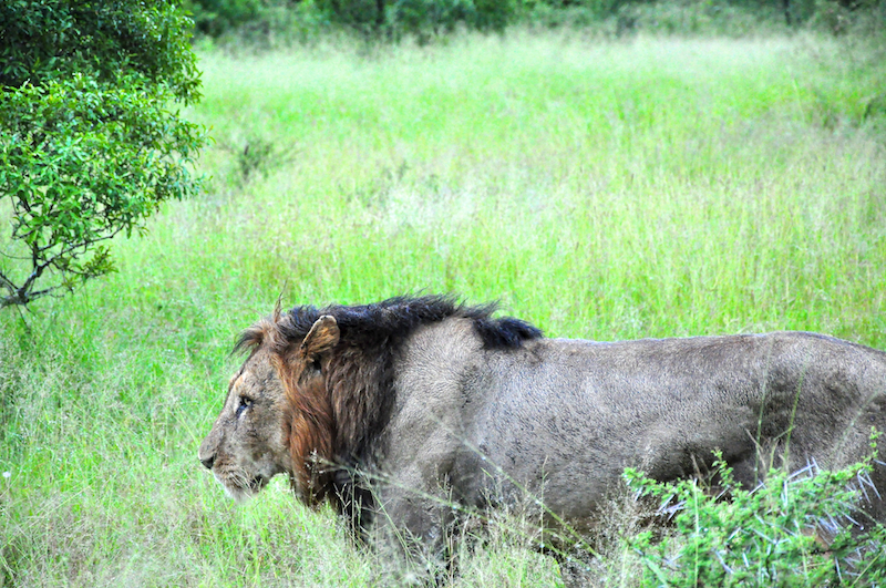 Melanie Heinrich - travel images - Lion Sands Private Game Reserve